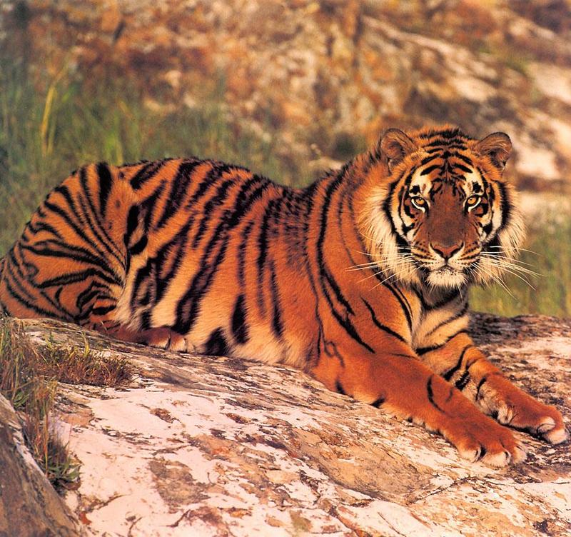 Tiger Calendar 2001 - 08; DISPLAY FULL IMAGE.