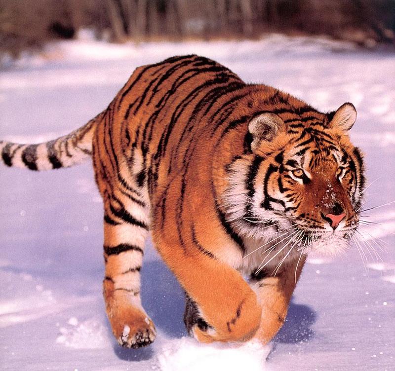 Tiger Calendar 2001 - 10 (Siberian Tiger); DISPLAY FULL IMAGE.