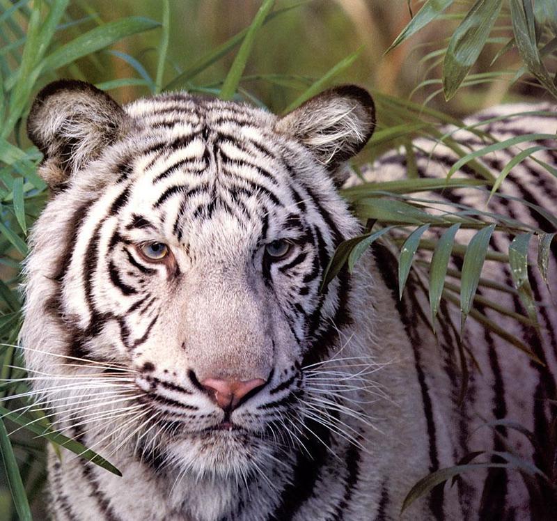 Tiger Calendar 2001 - 11 (White Tiger); DISPLAY FULL IMAGE.
