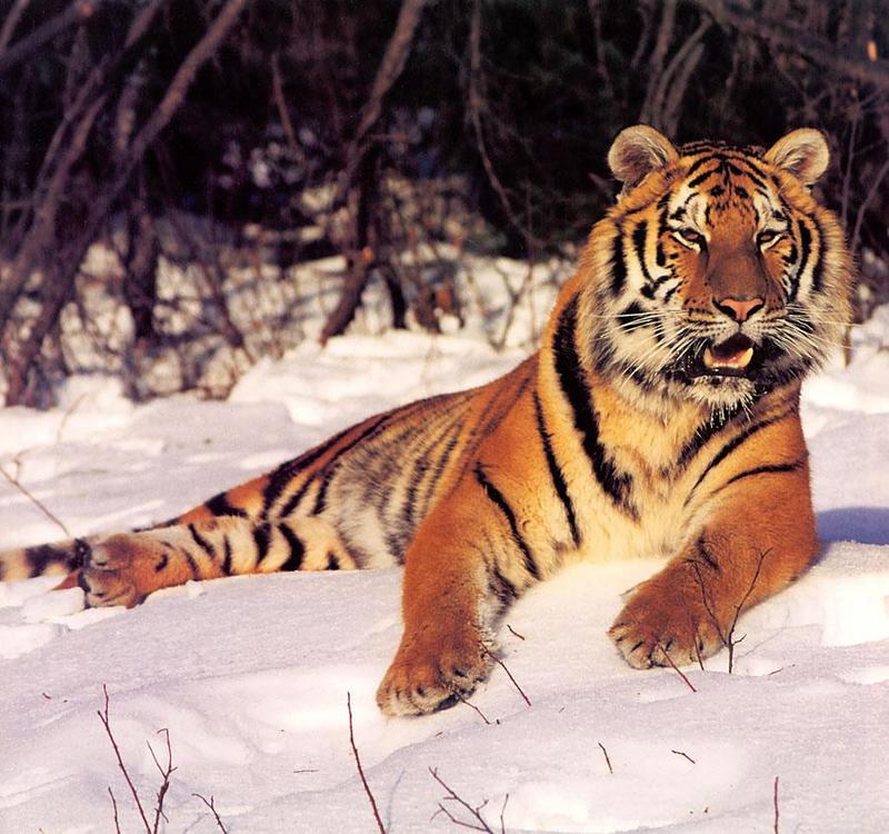 Tiger Calendar 2001 - 12 (Siberian Tiger); DISPLAY FULL IMAGE.