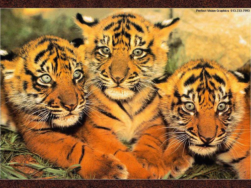 Tiger kittens; DISPLAY FULL IMAGE.
