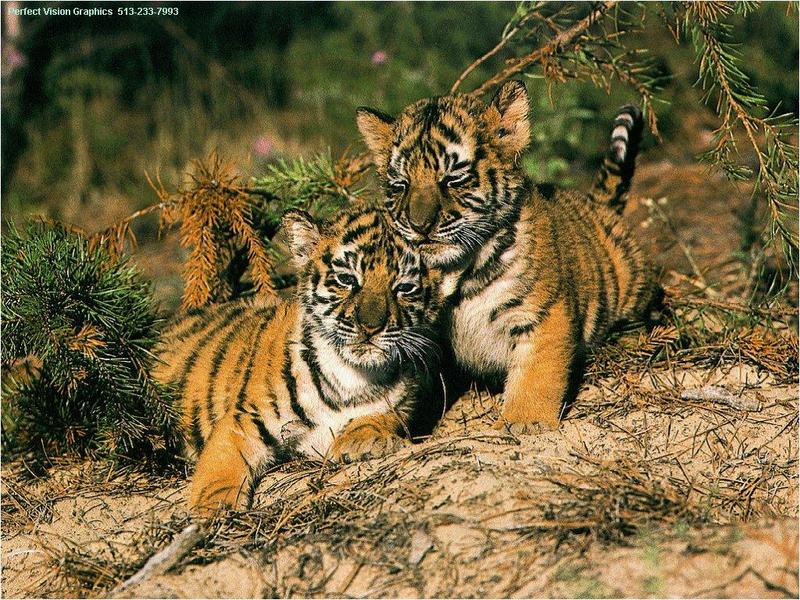 Tiger kittens; DISPLAY FULL IMAGE.