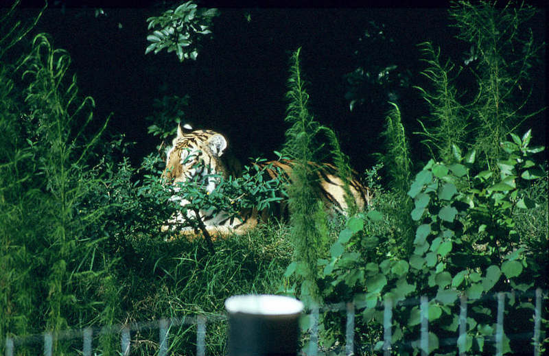 Wildlife on Easy Street - Siberian Tiger; DISPLAY FULL IMAGE.