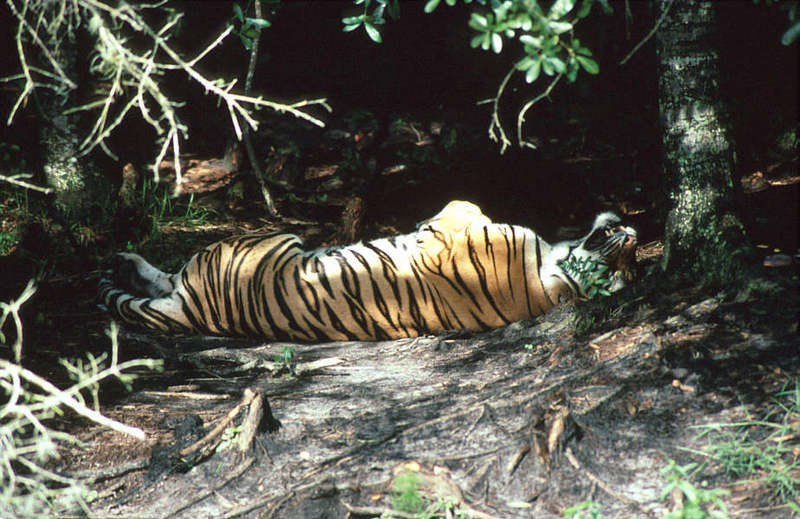 Wildlife on Easy Street - Siberian Tiger; DISPLAY FULL IMAGE.