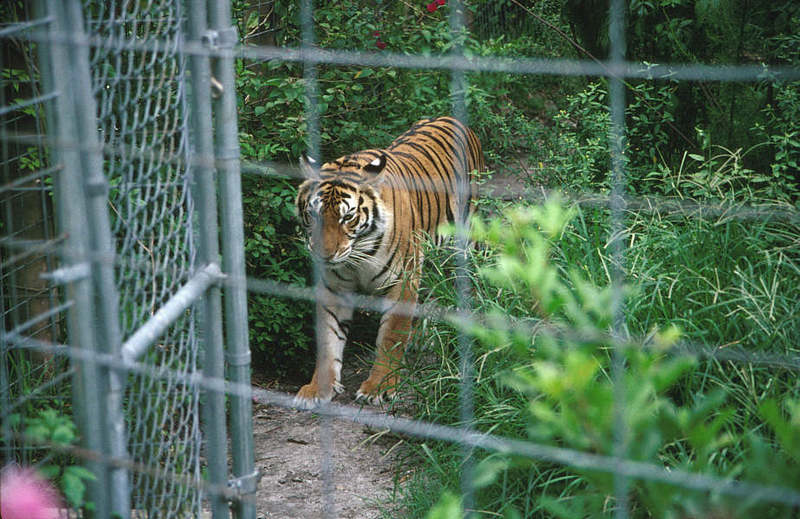 Wildlife on Easy Street - Siberian Tiger; DISPLAY FULL IMAGE.