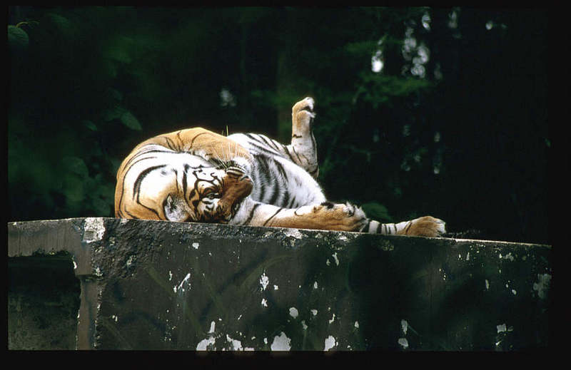 Wildlife on Easy Street - Siberian Tiger; DISPLAY FULL IMAGE.
