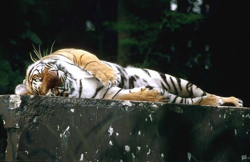 Wildlife on Easy Street - Siberian Tiger; DISPLAY FULL IMAGE.