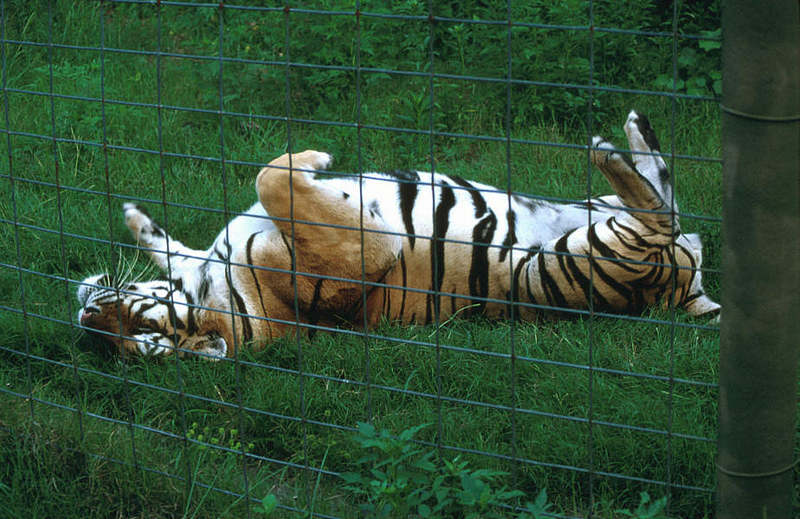 Wildlife on Easy Street - Siberian Tiger; DISPLAY FULL IMAGE.