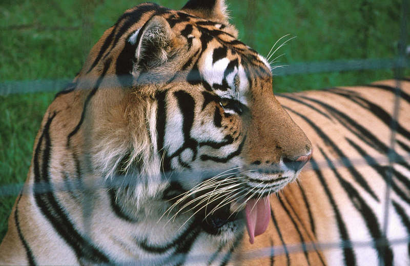 Wildlife on Easy Street - Siberian Tiger; DISPLAY FULL IMAGE.