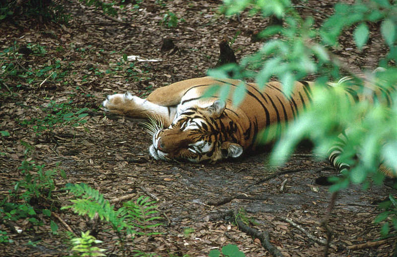 Wildlife on Easy Street - Siberian Tiger; DISPLAY FULL IMAGE.