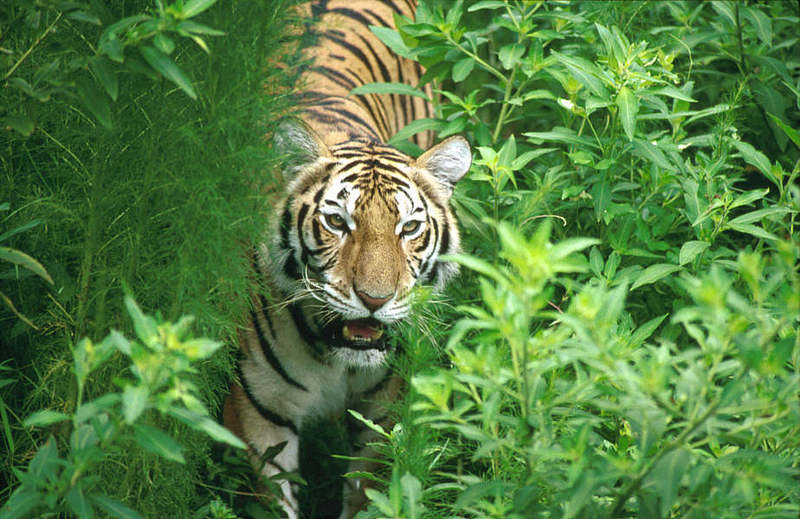 Wildlife on Easy Street - Siberian Tiger; DISPLAY FULL IMAGE.