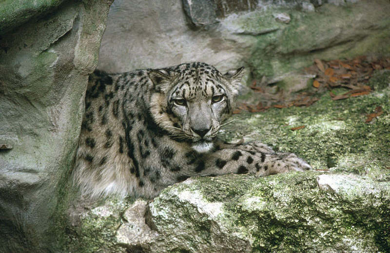 Wildlife on Easy Street - Snow Leopard; DISPLAY FULL IMAGE.
