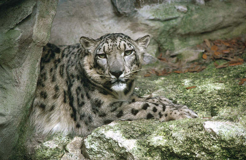 Wildlife on Easy Street - Snow Leopard; DISPLAY FULL IMAGE.
