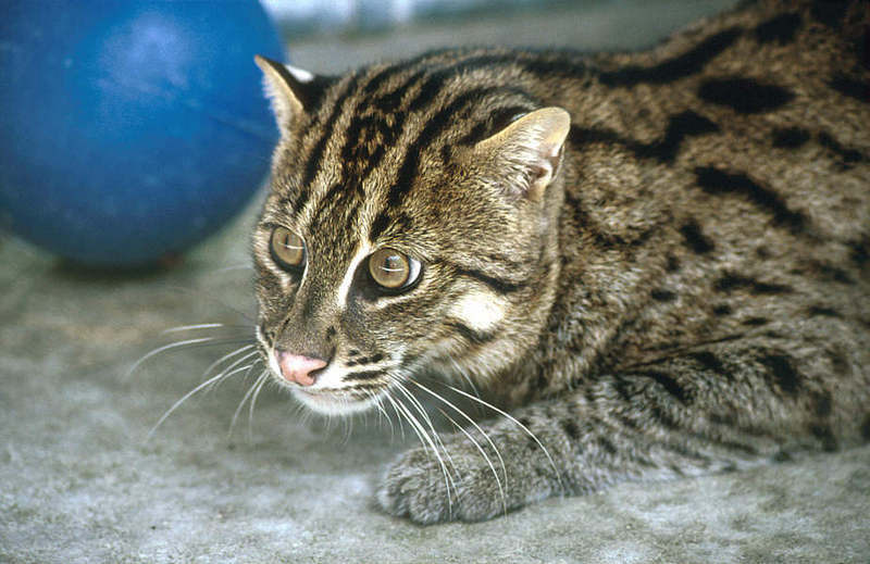 Wildlife on Easy Street - Fishing cat; DISPLAY FULL IMAGE.