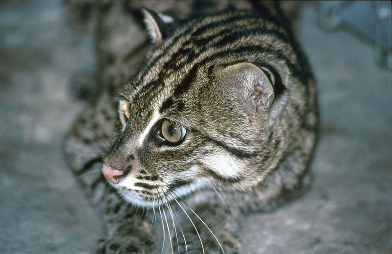 Wildlife on Easy Street - Fishing cat; DISPLAY FULL IMAGE.