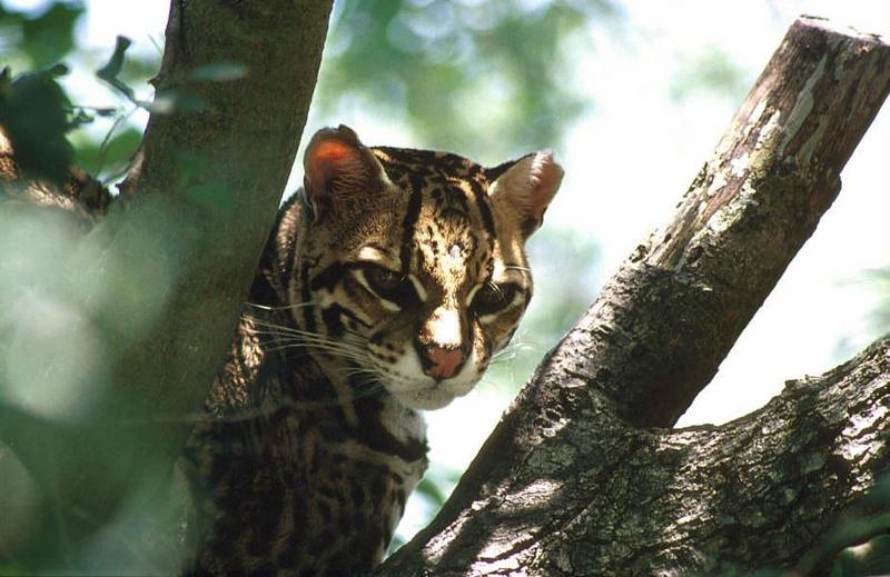 Wildlife on Easy Street - Ocelot; DISPLAY FULL IMAGE.