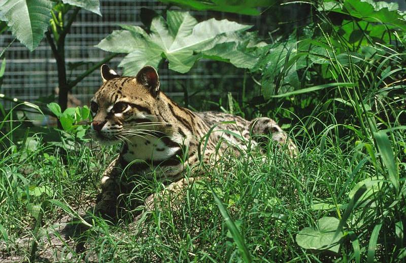 Wildlife on Easy Street - Ocelot; DISPLAY FULL IMAGE.