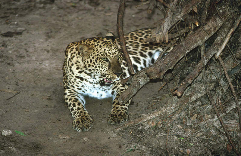 Wildlife on Easy Street - African Spotted Leopard; DISPLAY FULL IMAGE.