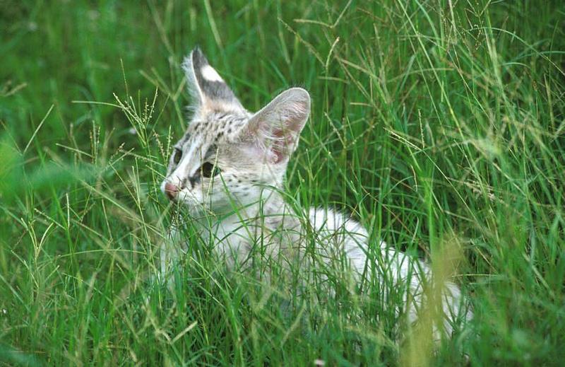 Wildlife on Easy Street - Serval (juvenile); DISPLAY FULL IMAGE.