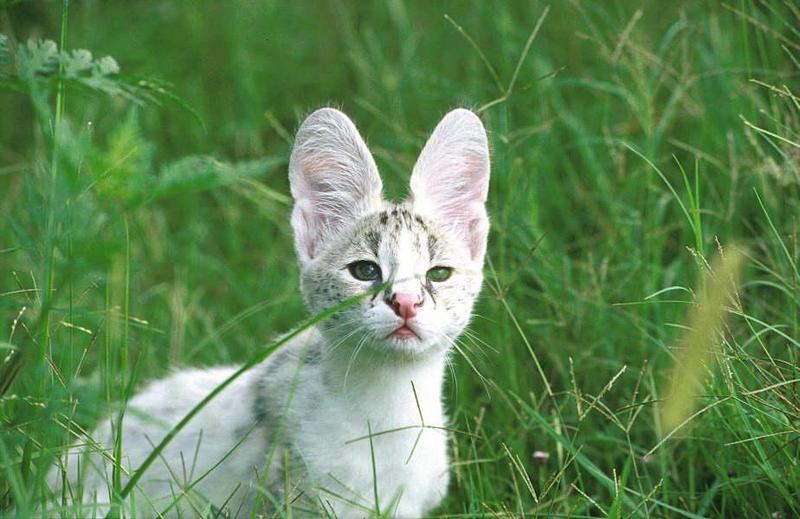 Wildlife on Easy Street - Serval (juvenile); DISPLAY FULL IMAGE.