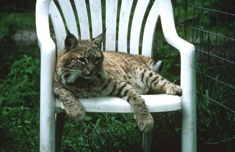 Wildlife on Easy Street - Bobcat; DISPLAY FULL IMAGE.