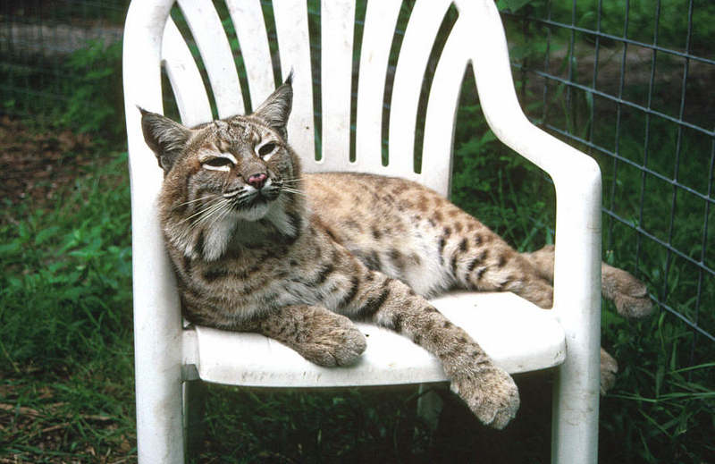 Wildlife on Easy Street - Bobcat; DISPLAY FULL IMAGE.