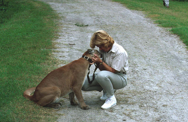 Wildlife on Easy Street - Cougar; DISPLAY FULL IMAGE.