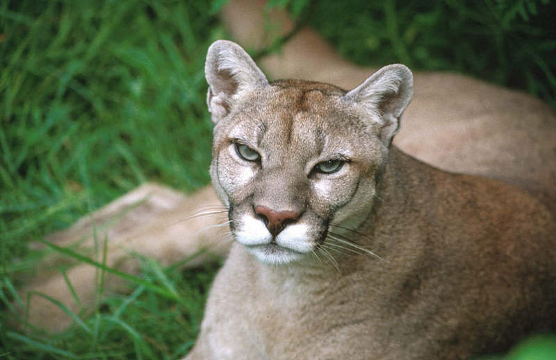 Wildlife on Easy Street - Cougar; DISPLAY FULL IMAGE.
