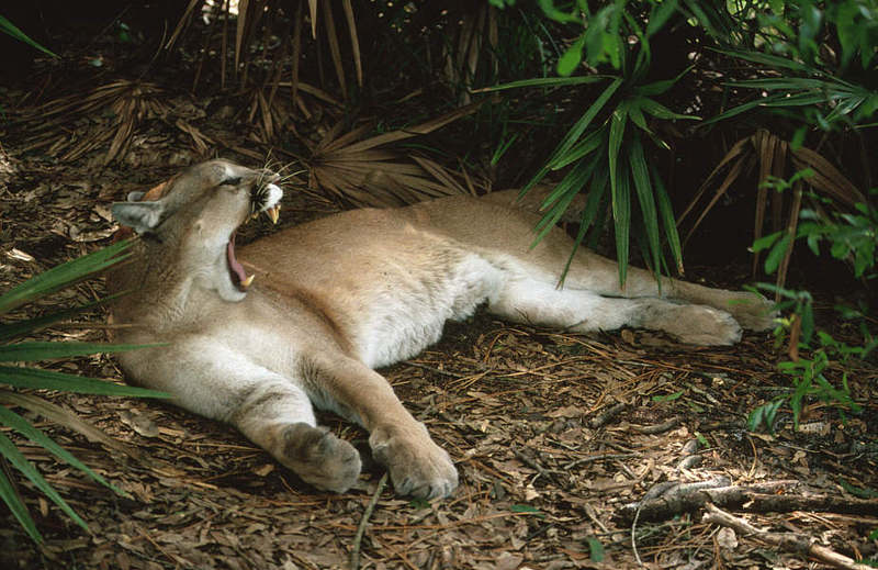 Wildlife on Easy Street - Cougar; DISPLAY FULL IMAGE.