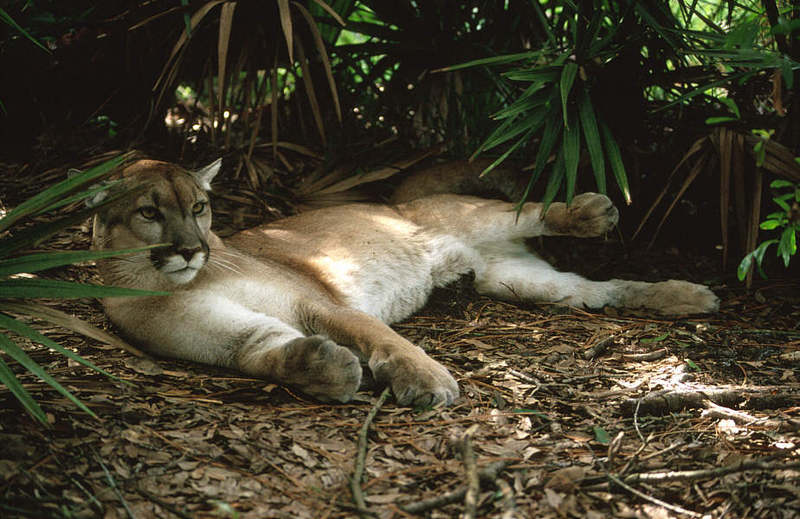 Wildlife on Easy Street - Cougar; DISPLAY FULL IMAGE.