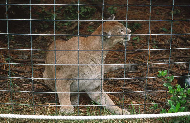 Wildlife on Easy Street - Cougar; DISPLAY FULL IMAGE.