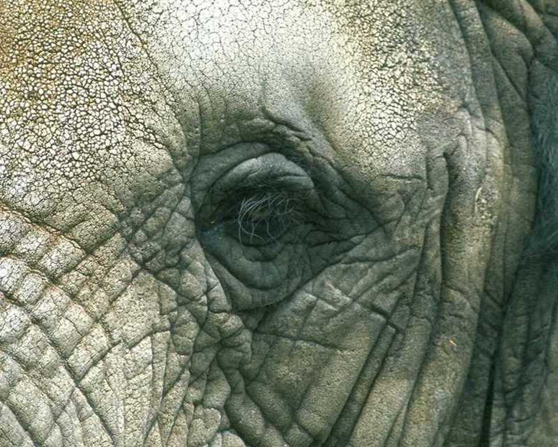 [Eyes] African Elephant; DISPLAY FULL IMAGE.