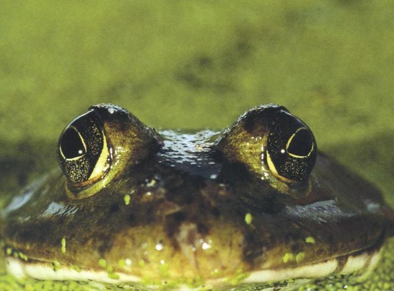 [Eyes] Bullfrog; DISPLAY FULL IMAGE.