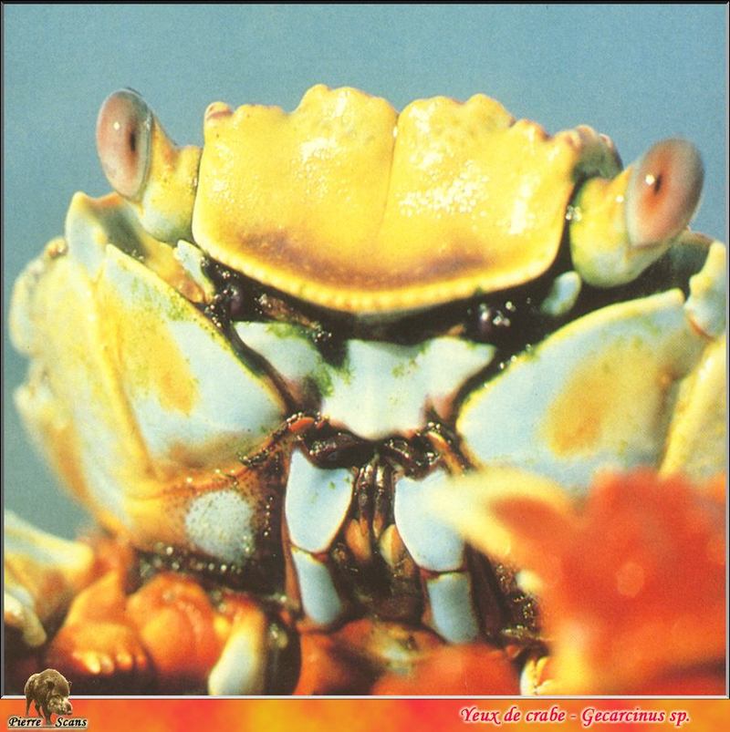 [Eyes] Yellow crab; DISPLAY FULL IMAGE.