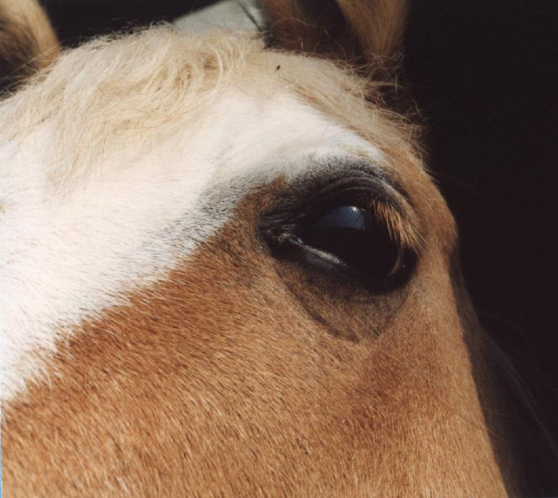 [Eyes] Horse; DISPLAY FULL IMAGE.