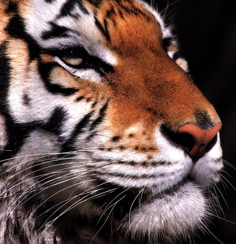 [Eyes] Tiger face; DISPLAY FULL IMAGE.