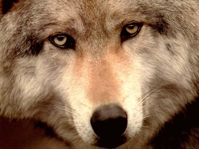 [Eyes] Wolf face; DISPLAY FULL IMAGE.