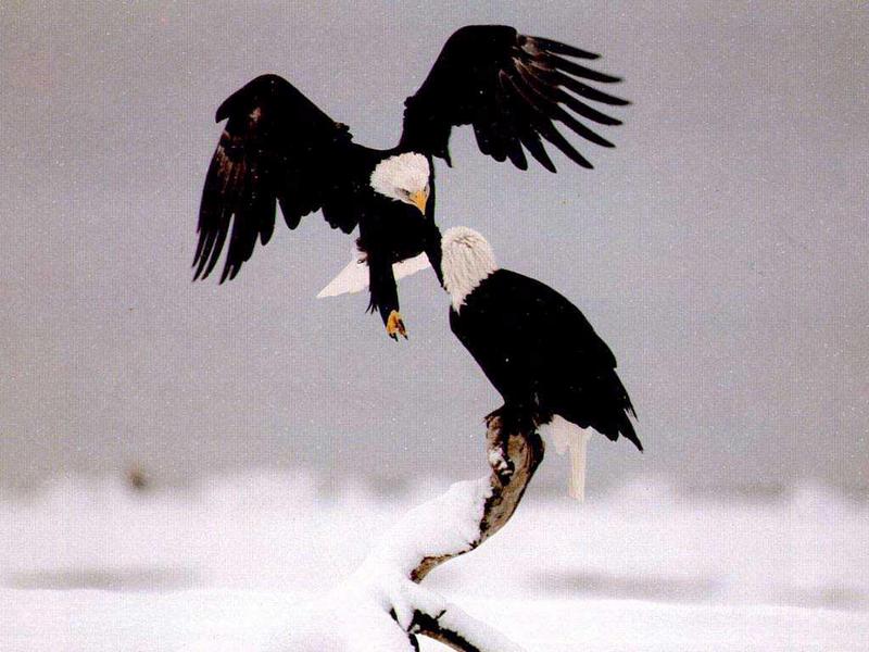 Bald Eagle pair; DISPLAY FULL IMAGE.