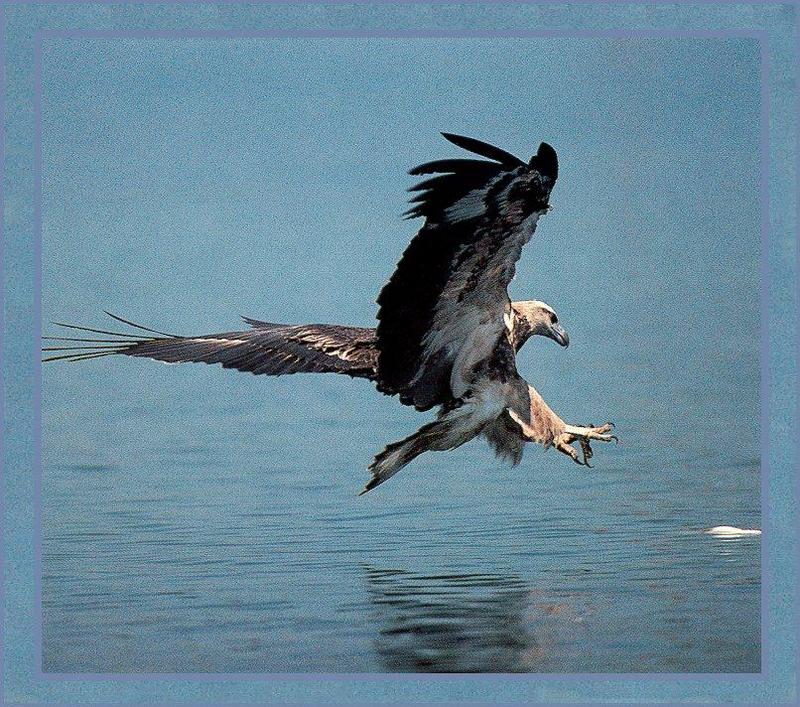 Sea Eagle in hunting; DISPLAY FULL IMAGE.