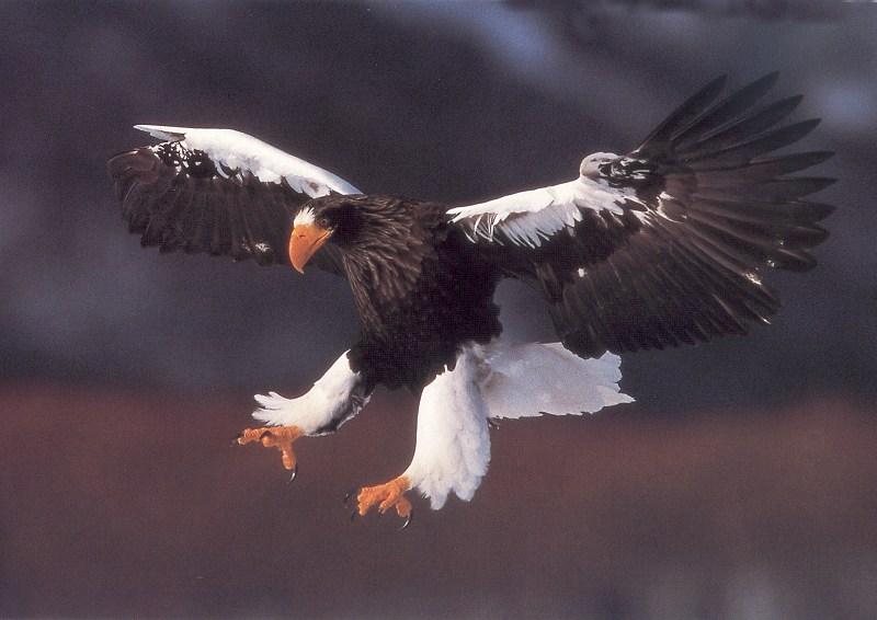 Steller's sea eagle {!-- 멋진 흰죽지참수리 -->; DISPLAY FULL IMAGE.
