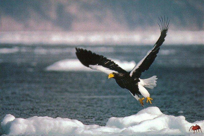 Steller's sea eagle; DISPLAY FULL IMAGE.