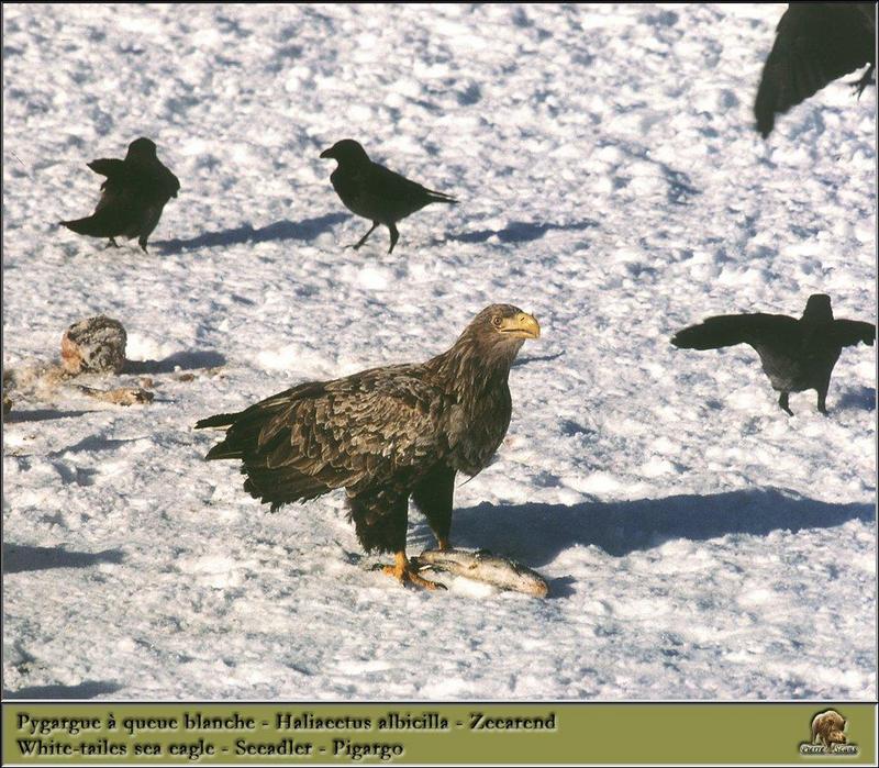 White-tailed Sea Eagle {!-- 흰꼬리수리 --> and crows; DISPLAY FULL IMAGE.