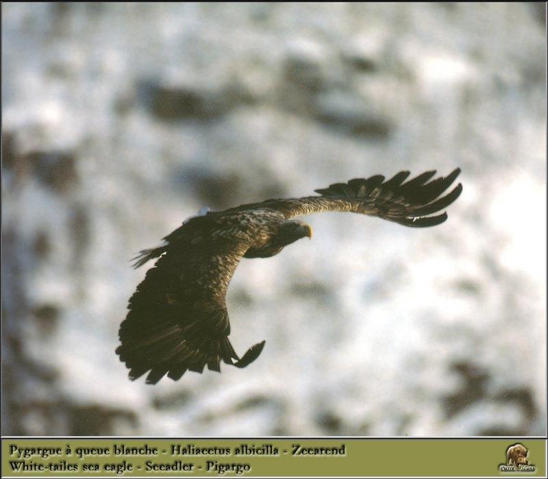 White-tailed Sea Eagle {!-- 흰꼬리수리 -->; DISPLAY FULL IMAGE.