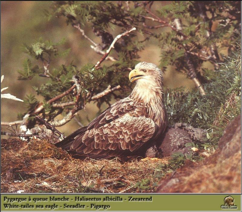 White-tailed Sea Eagle {!-- 흰꼬리수리 --> - nest; DISPLAY FULL IMAGE.