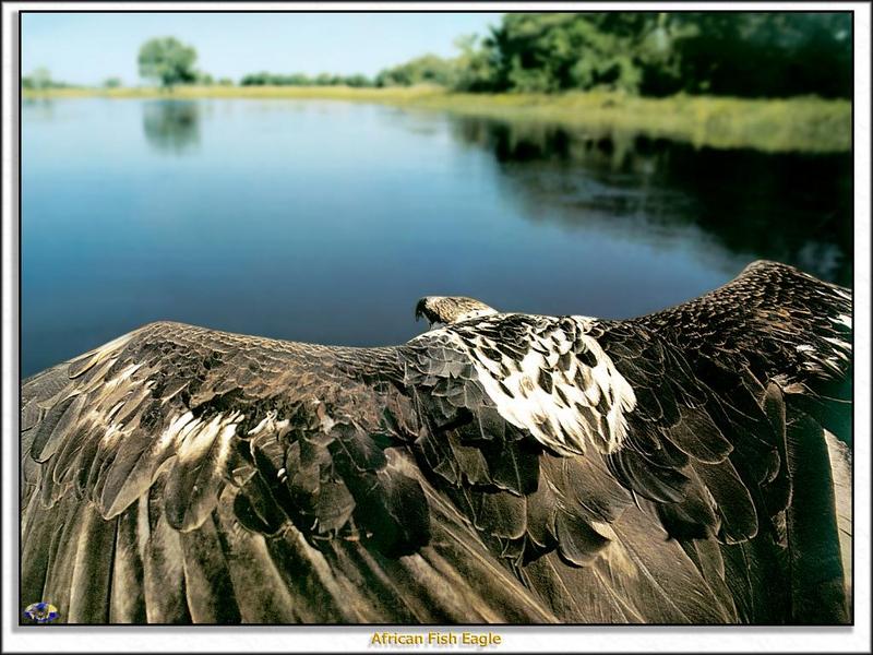 African Fish Eagle (Haliaeetus vocifer) in flight; DISPLAY FULL IMAGE.