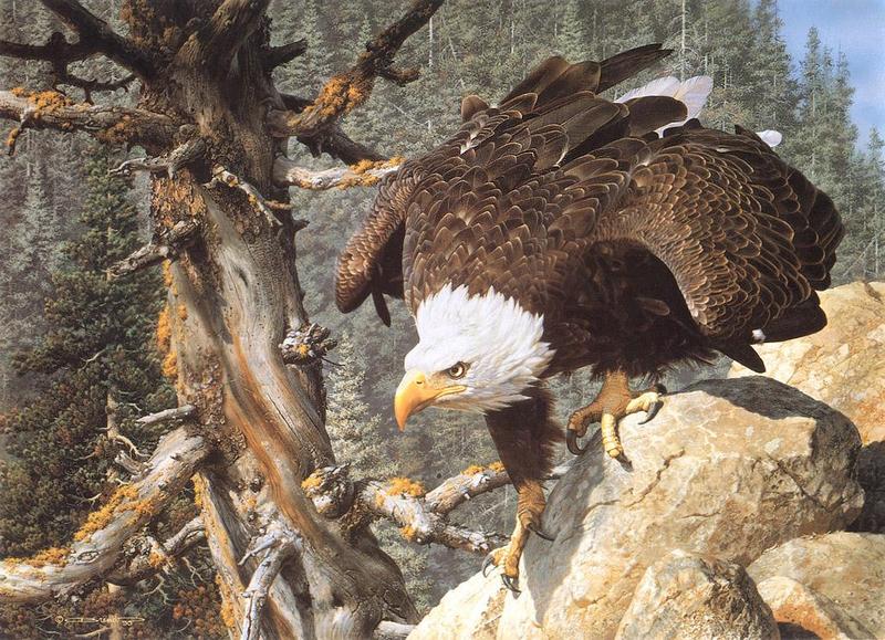 [Animal Art] Carl Brenders - The_monarch_is_alive (Bald Eagle); DISPLAY FULL IMAGE.