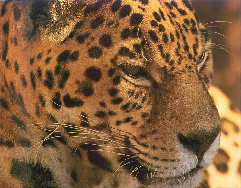 Phoenix Rising Jungle Book 033 - Jaguar face; DISPLAY FULL IMAGE.