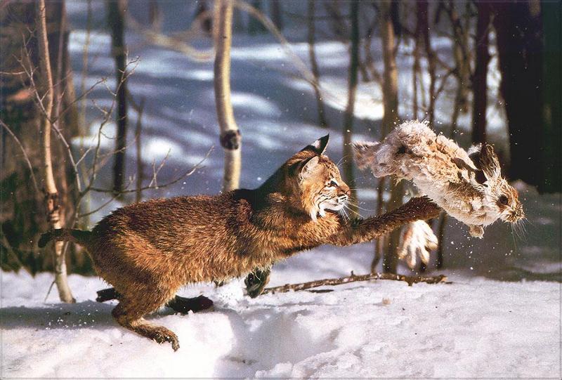 Phoenix Rising Jungle Book 035 - Bobcat hunting Snowshoe Rabbit; DISPLAY FULL IMAGE.