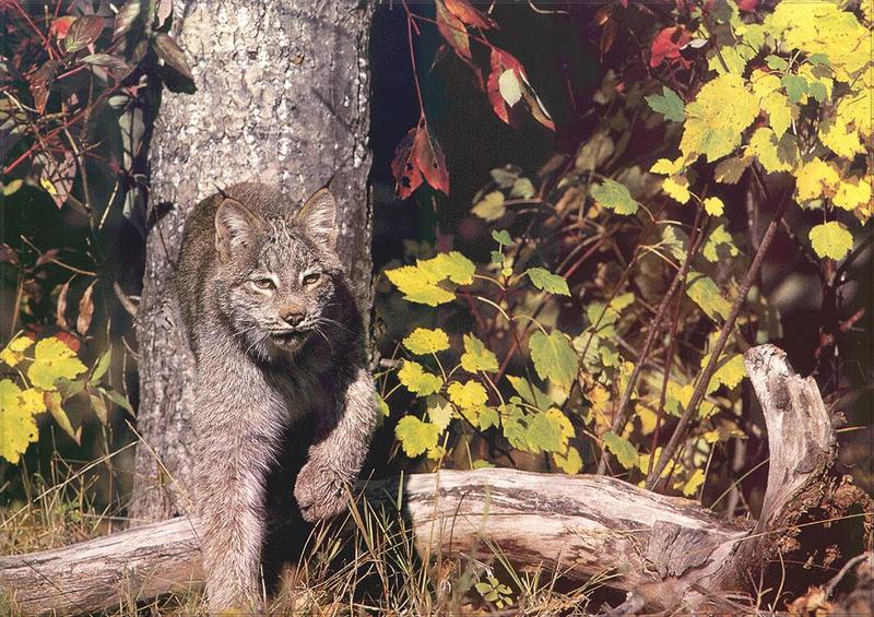 Phoenix Rising Jungle Book 036 - Canadian Lynx out of forest; DISPLAY FULL IMAGE.