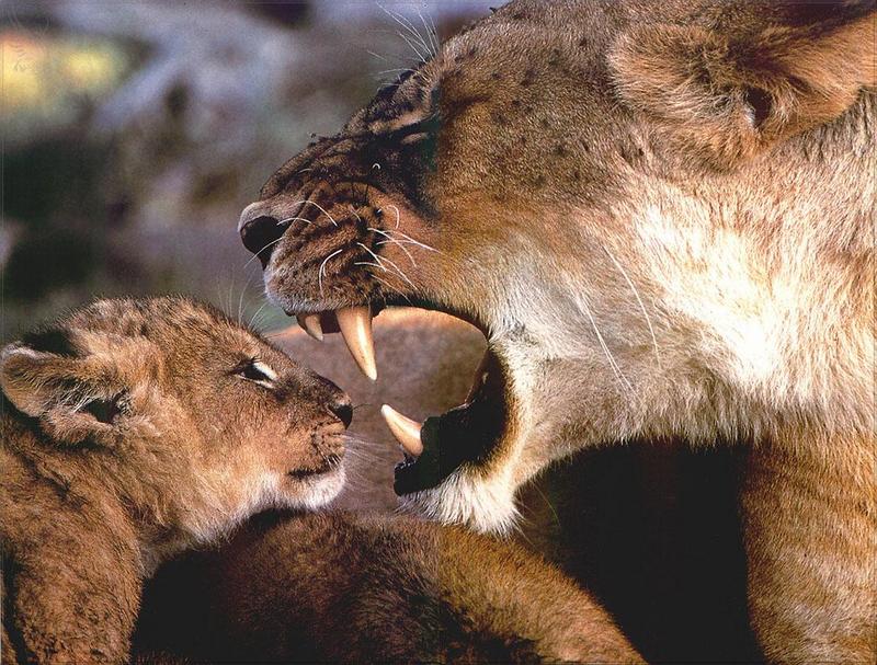 Phoenix Rising Jungle Book 038 - African Lioness and cub; DISPLAY FULL IMAGE.